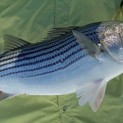 California Delta Fly Fishing Report