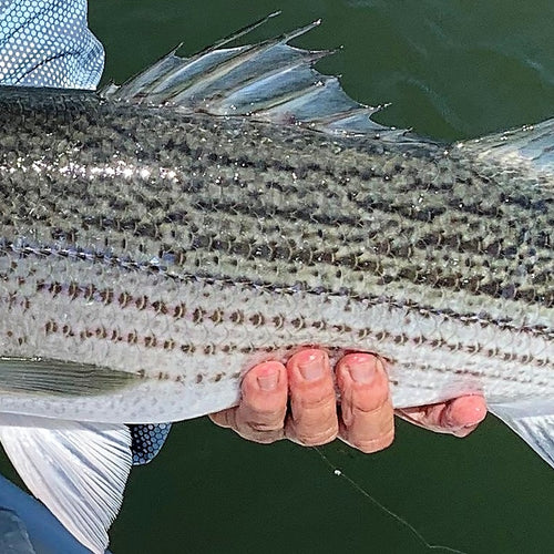 Lower Sacramento, Lower Yuba, and Lake Oroville Fly Fishing Report