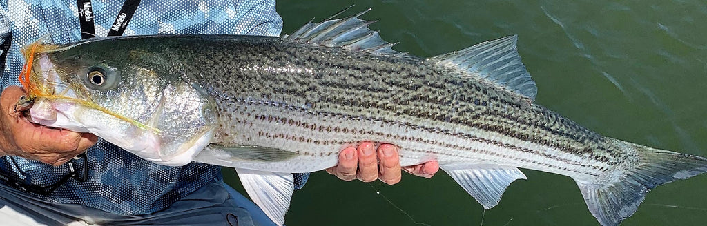 Delta Fly Fishing Report