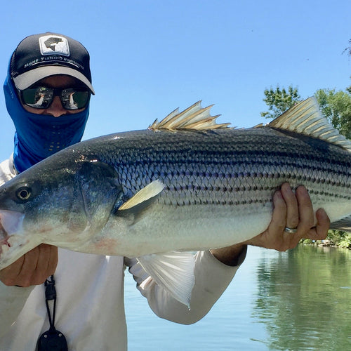 Lower Sacramento Striper Fly Fishing Report