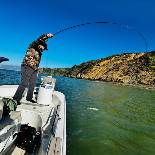 Napa & Bay Striper + Lake Sonoma Fly Fishing Report