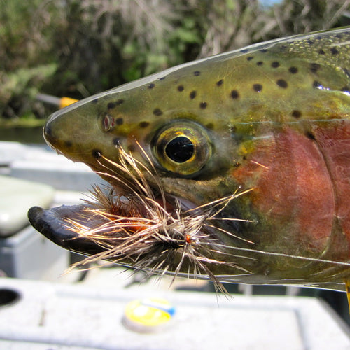 Klamath River Fly Fishing Report