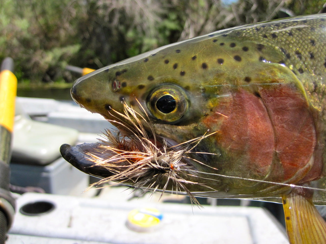 Klamath River Fly Fishing Report