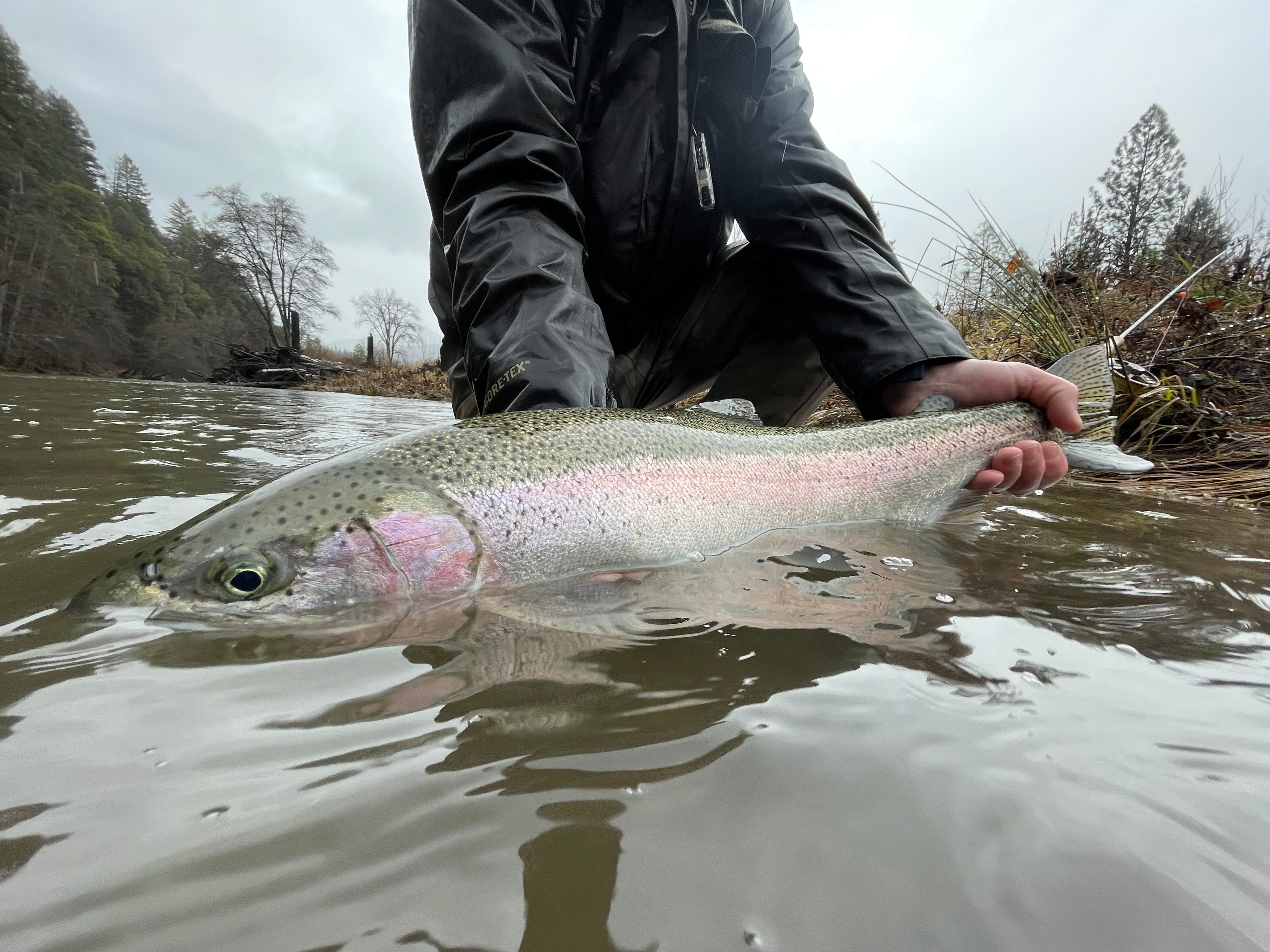 Fishing the Trinity River: Bobber or Spey
