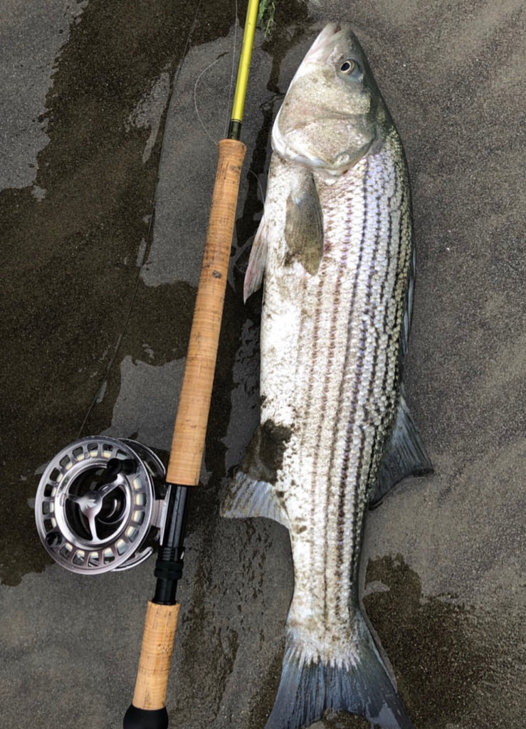 San Francisco Surf Fly Fishing Report