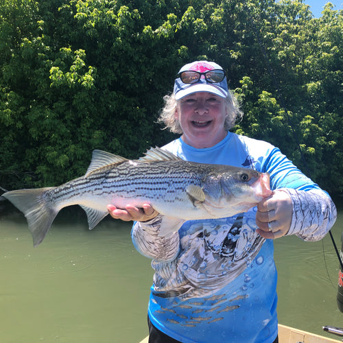 Lower Sacramento Striper Fly Fishing Report