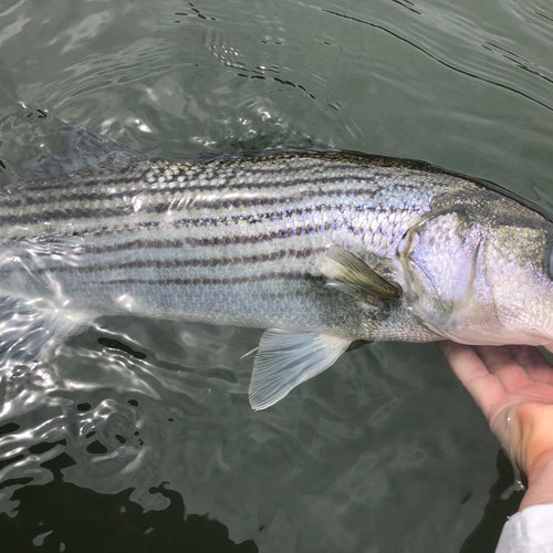 Valley Stripers Fly Fishing Report