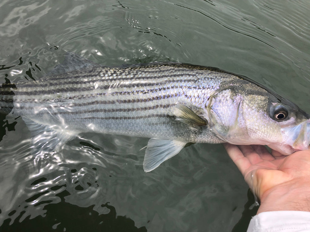 Valley Stripers Fly Fishing Report