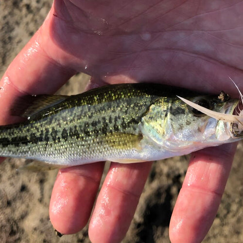 Summer Time Bassin' w/ Max Garrison