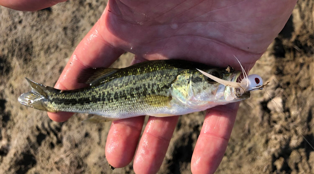 Summer Time Bassin' w/ Max Garrison