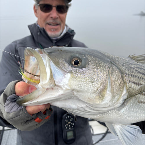 CA Delta Fly Fishing Report