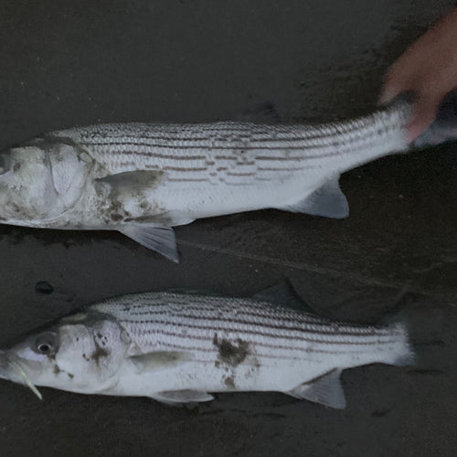 Local Surf and Bay Report