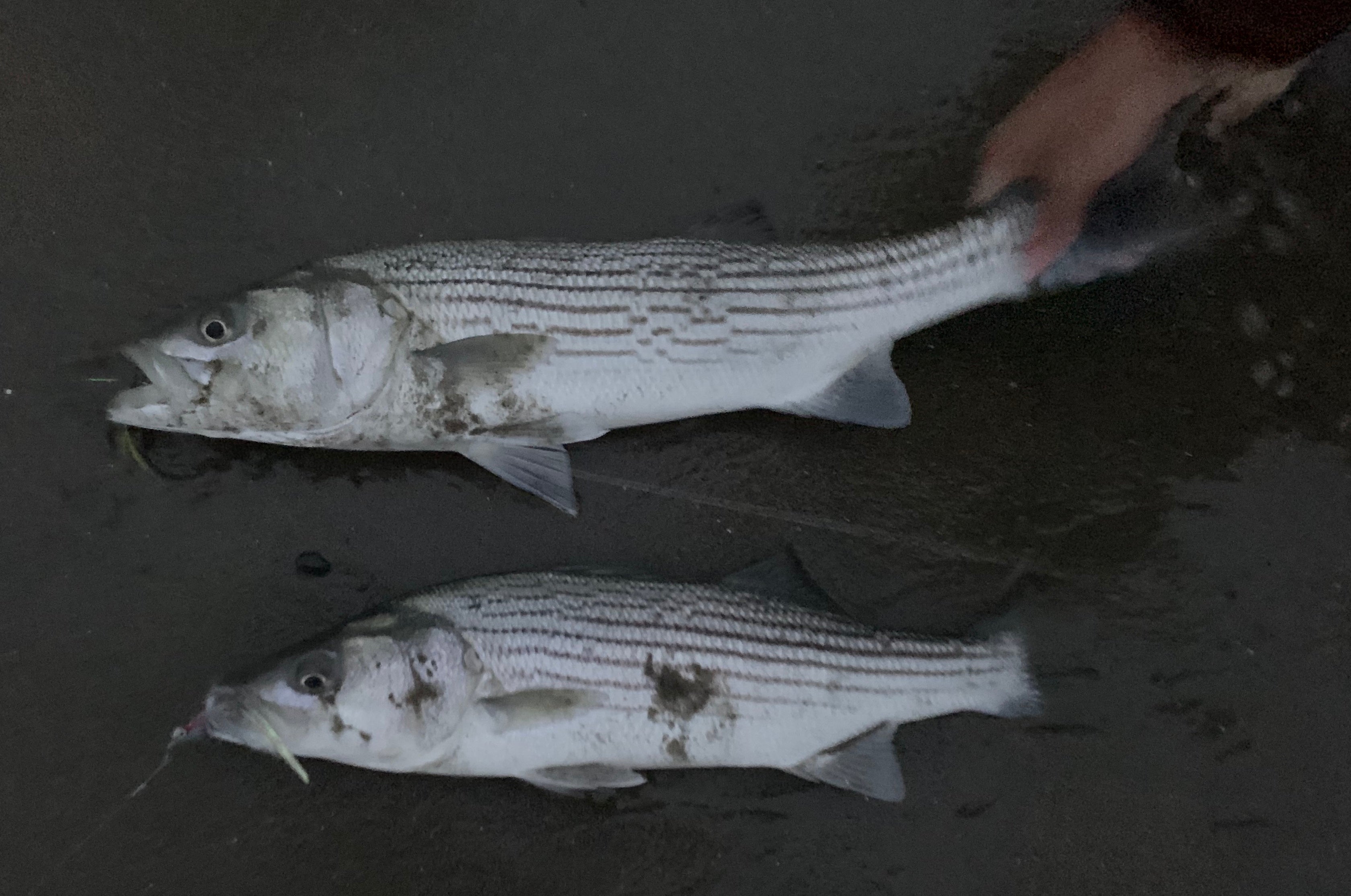 Local Surf and Bay Report