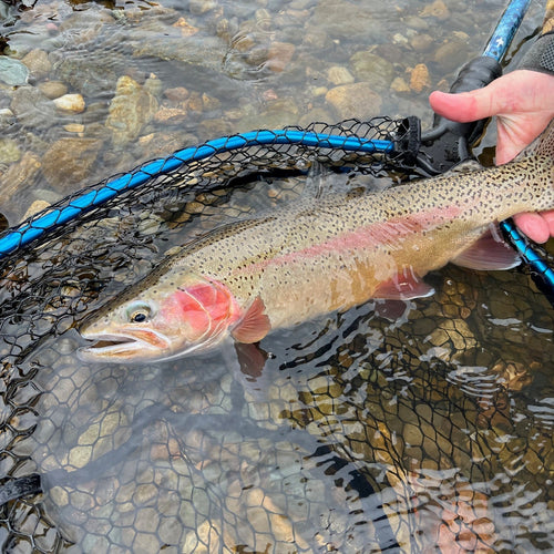 Lower Sac & Lake Shasta Fly Fishing Report