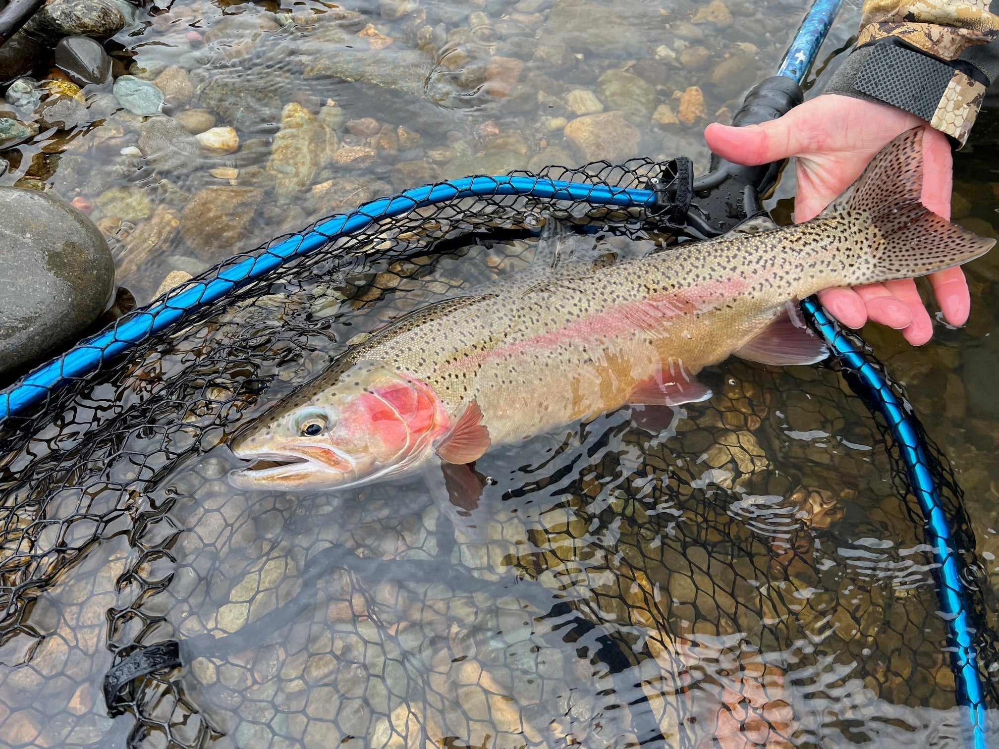 Lower Sac & Lake Shasta Fly Fishing Report