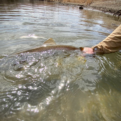 Truckee River Fly Fishing Report