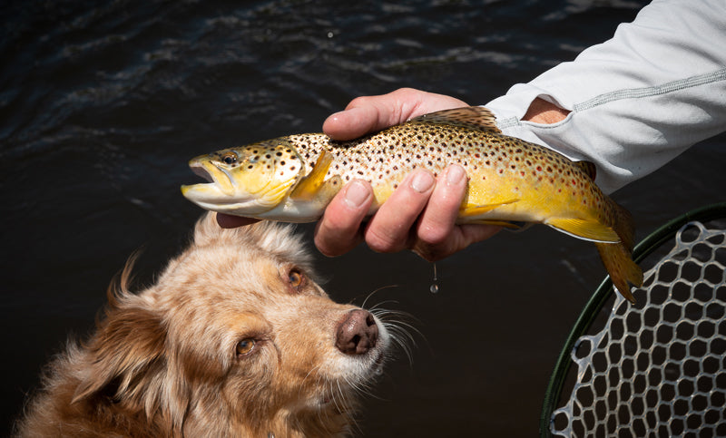 Eastern Sierra Fly Fishing Report