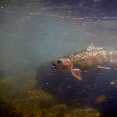 McCloud River Fly Fishing Report