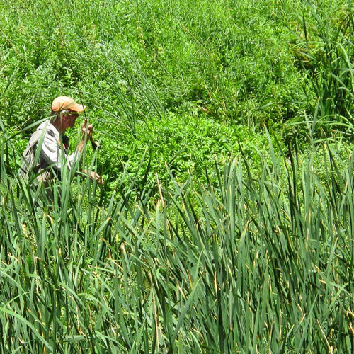 Eastern Sierra Fly Fishing Report