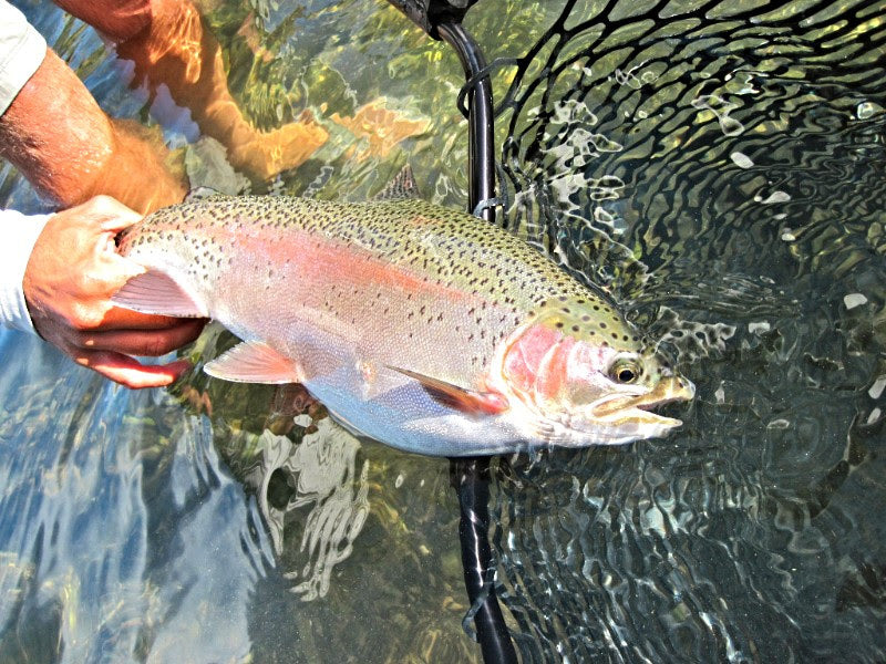 Lower Sacramento Trout Fly Fishing Report