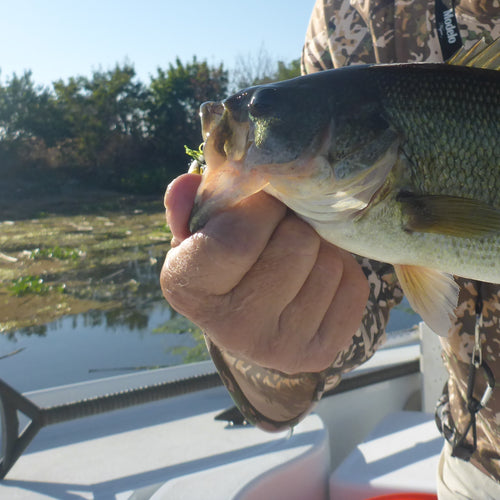 California Delta Fly Fishing Report