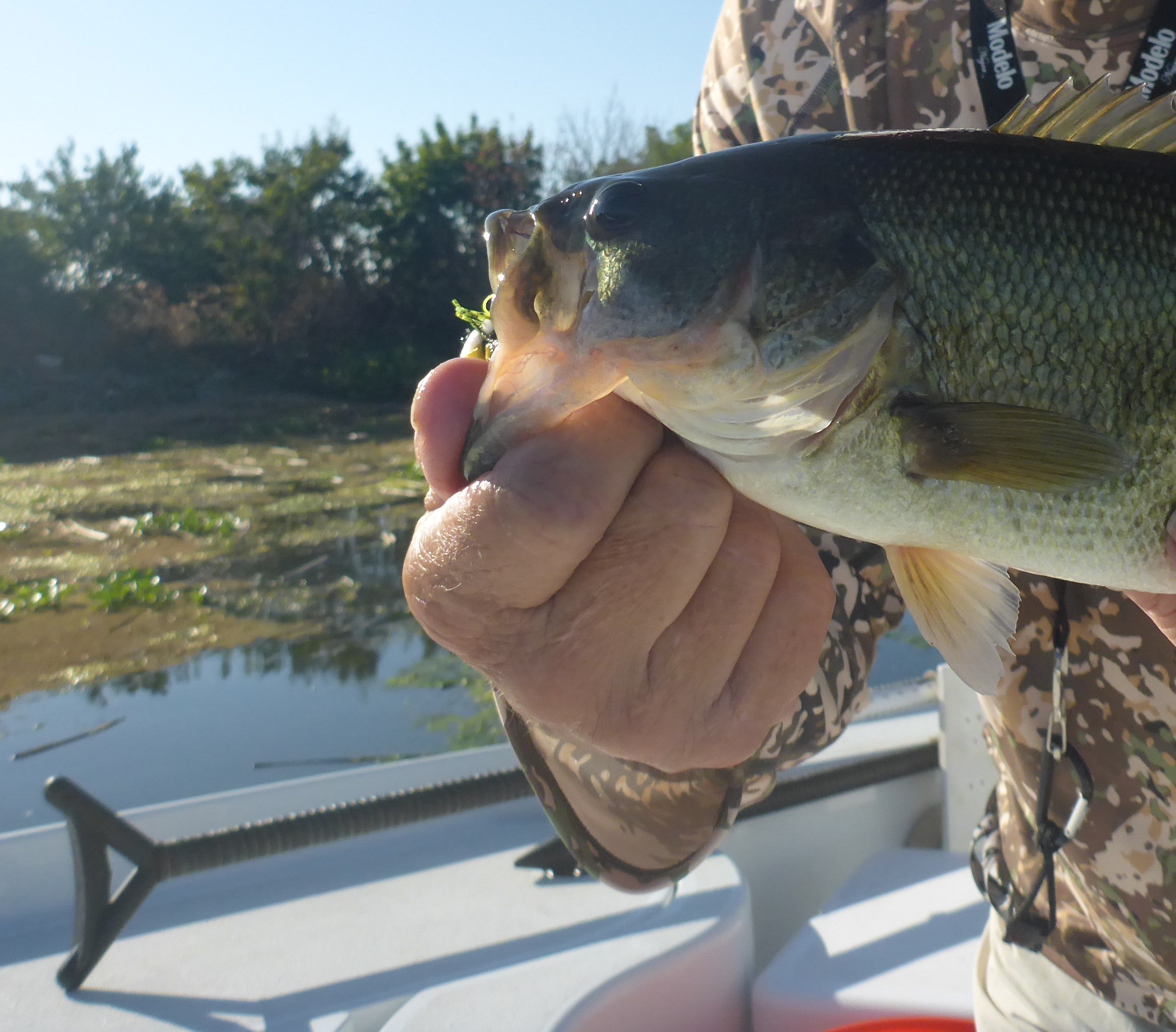 California Delta Fly Fishing Report