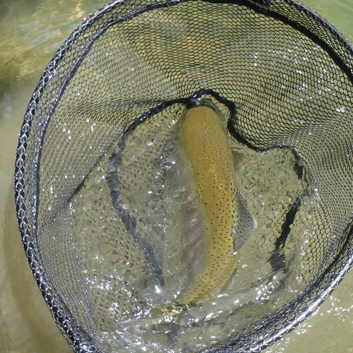 Putah Creek Fly Fishing Report