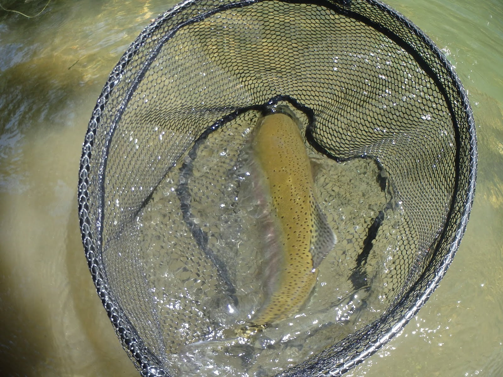 Putah Creek Fly Fishing Report