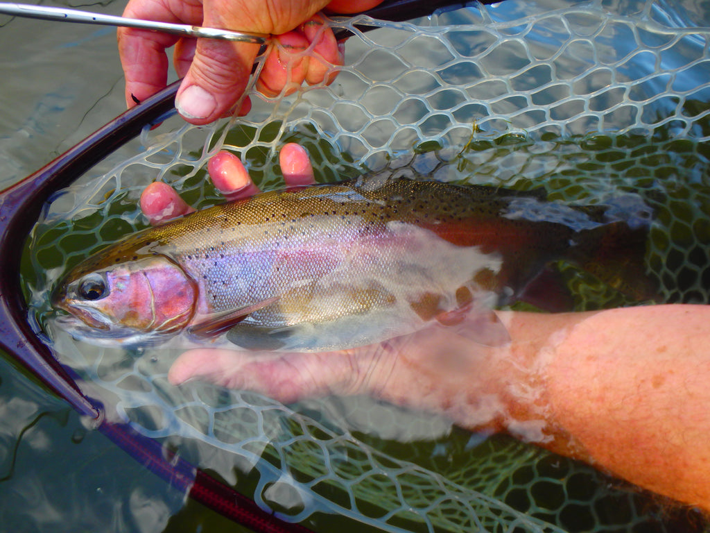 Putah Creek Fly Fishing Report