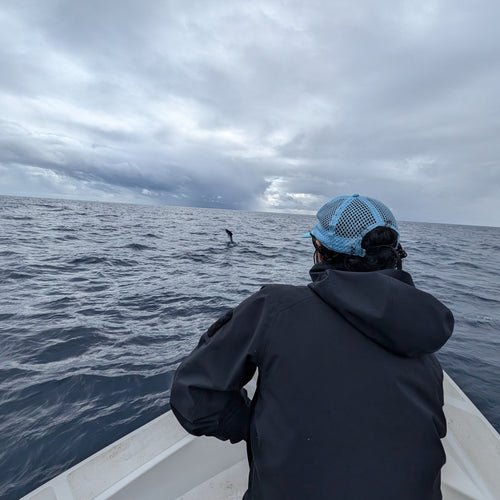 Mag Bay Lodge Hosted Trip | Striped Marlin and Pelagics on the Fly