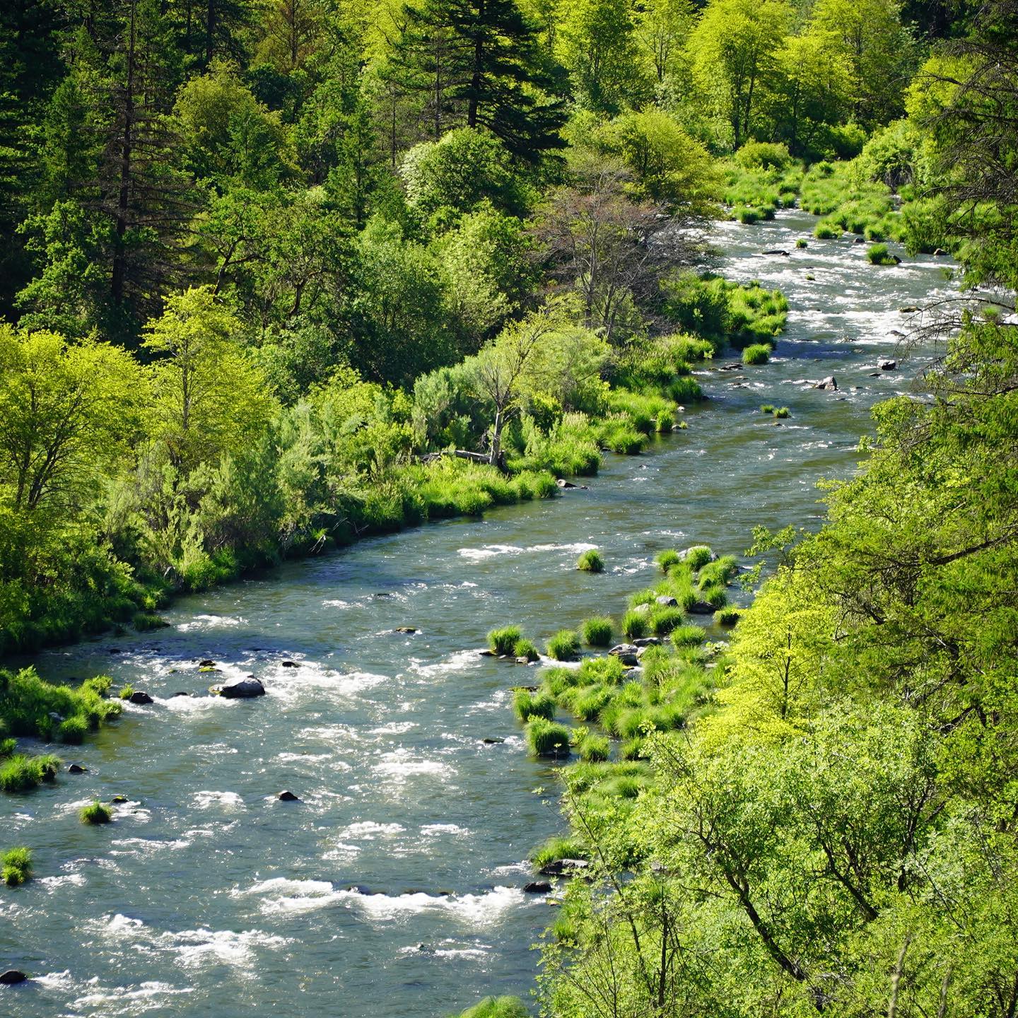 Upper Sac, Pit River, McCloud, Fall River Fly Fishing Reports