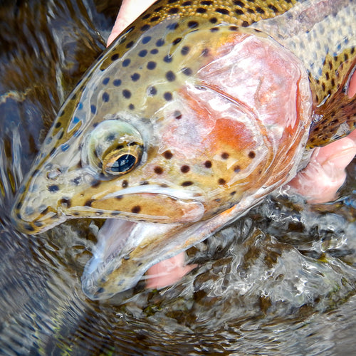 Eastern Sierra Fly Fishing Report