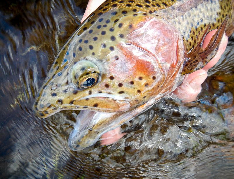 Eastern Sierra Fly Fishing Report