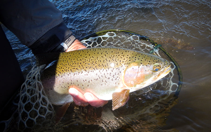 Eastern Sierra Fly Fishing Report