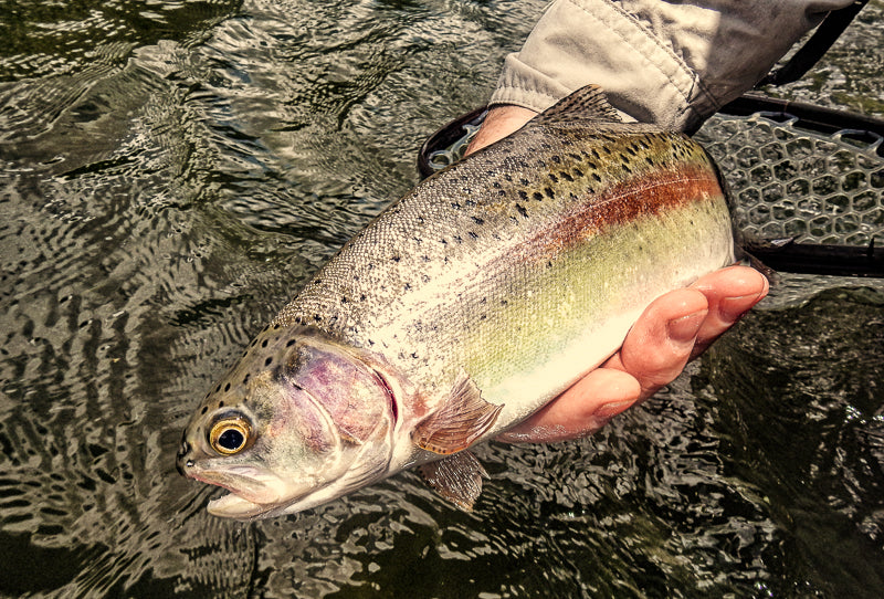 Eastern Sierra Fly Fishing Report