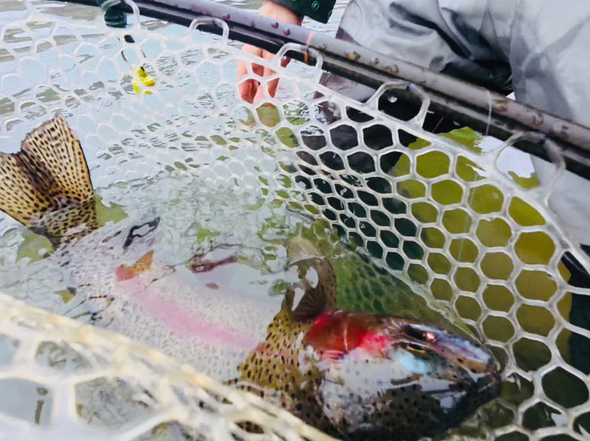 Truckee River Fly Fishing Report