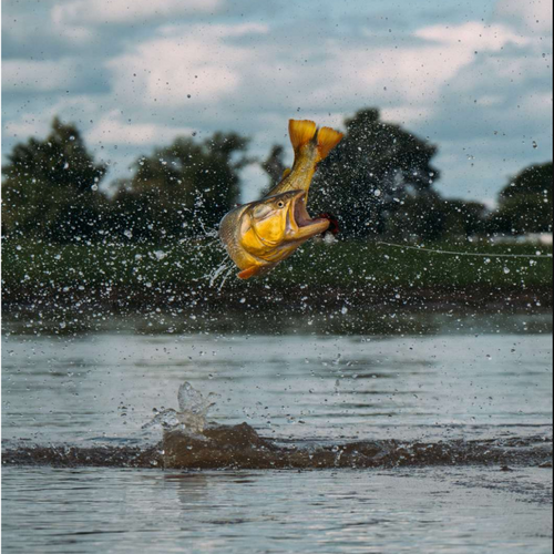 Set Fly Fishing Hosted Trip | Golden Dorado in the Wilderness