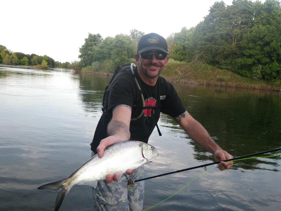 Russian River, Yuba, and American Shad