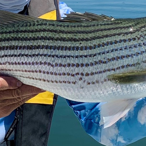 Delta Fly Fishing Report