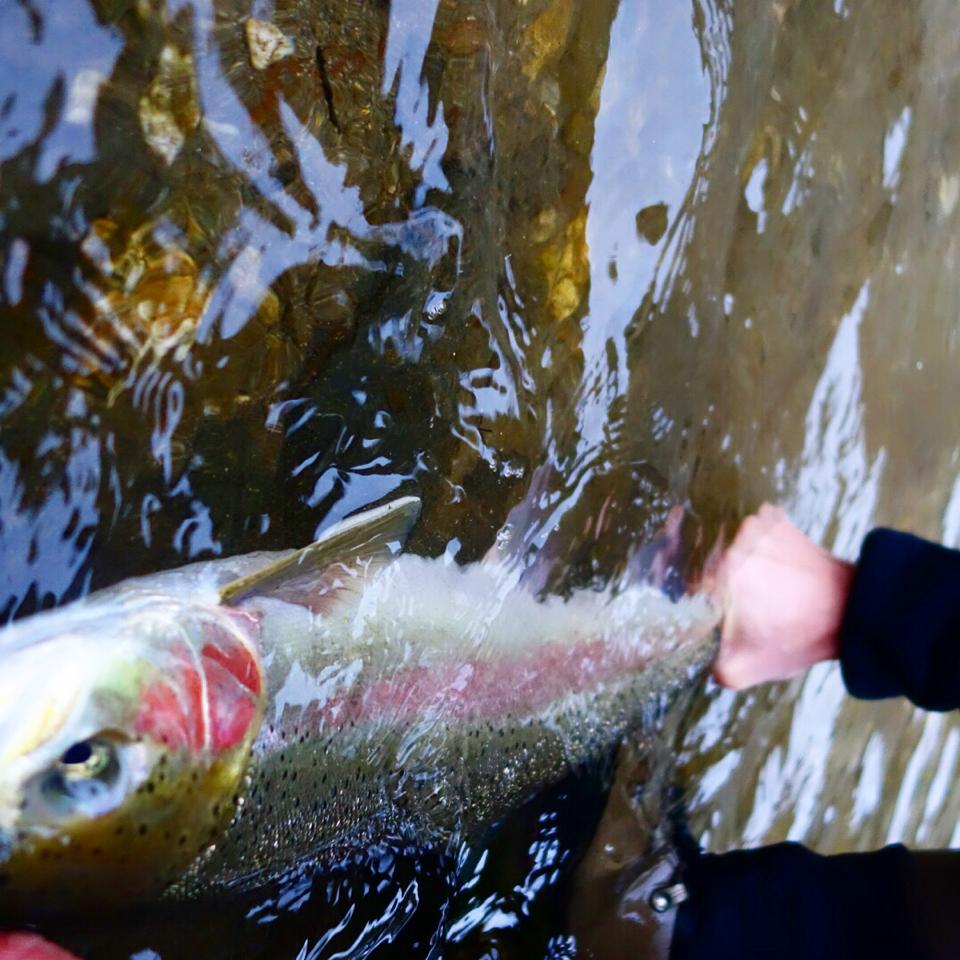 Summer Steelhead Report