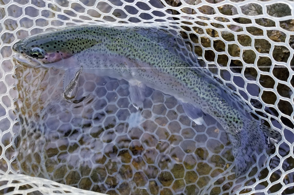 Lower Yuba Fly Fishing Report