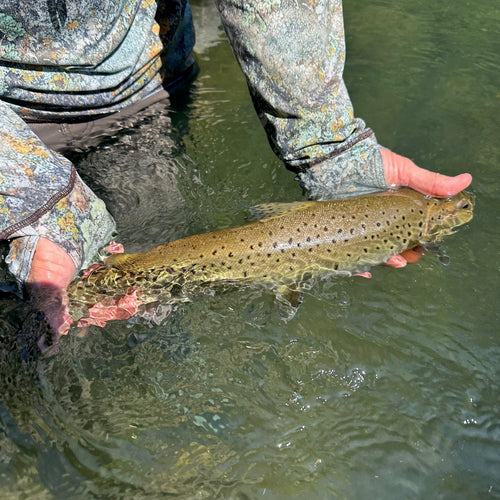 Redding Area Fly Fishing Report