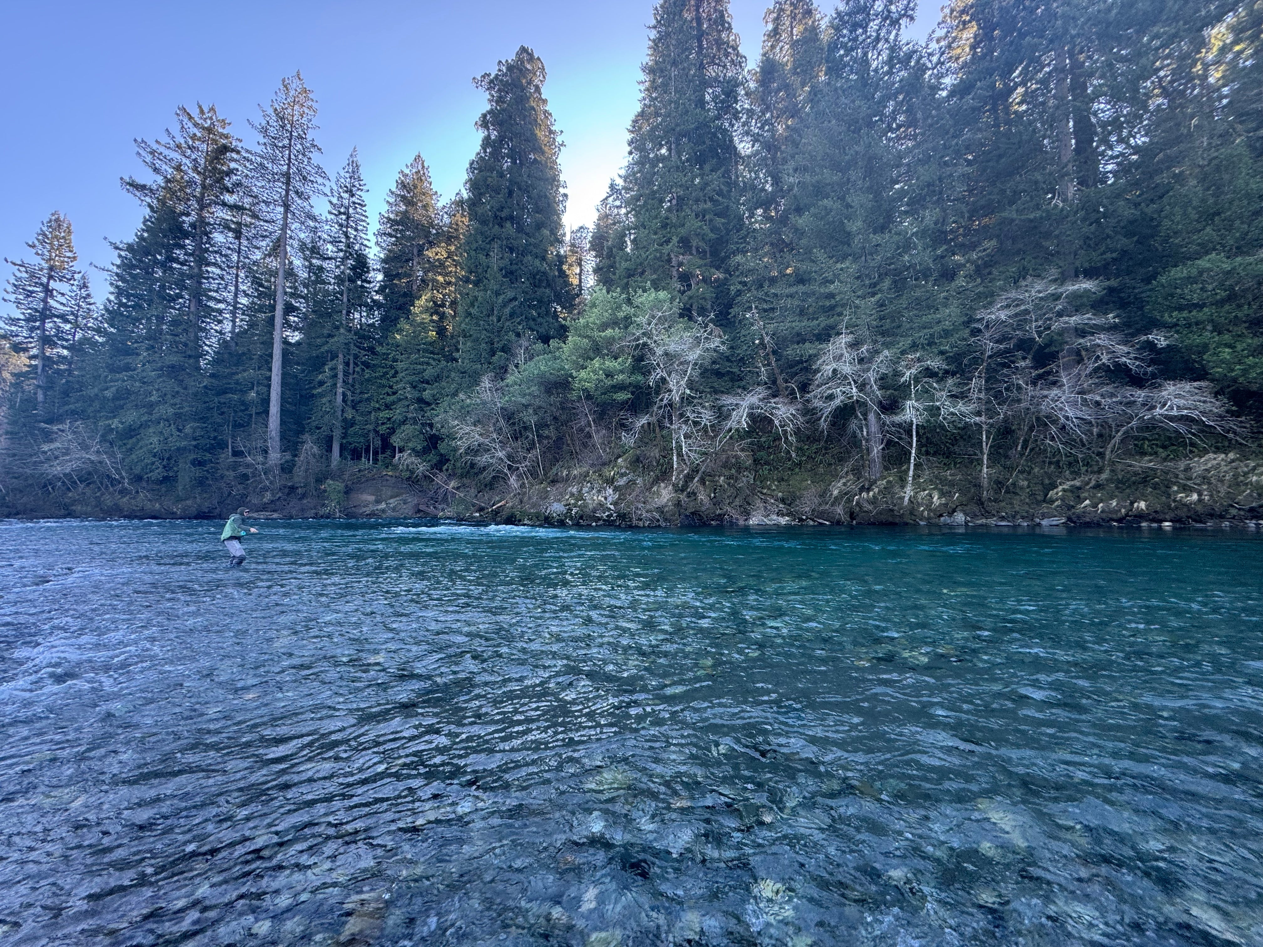 Winter Steelhead Fly Fishing Report