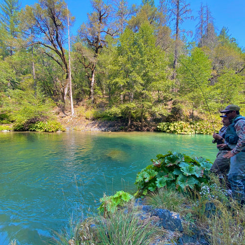 McCloud River, Upper Sacramento, and Klamath River Report