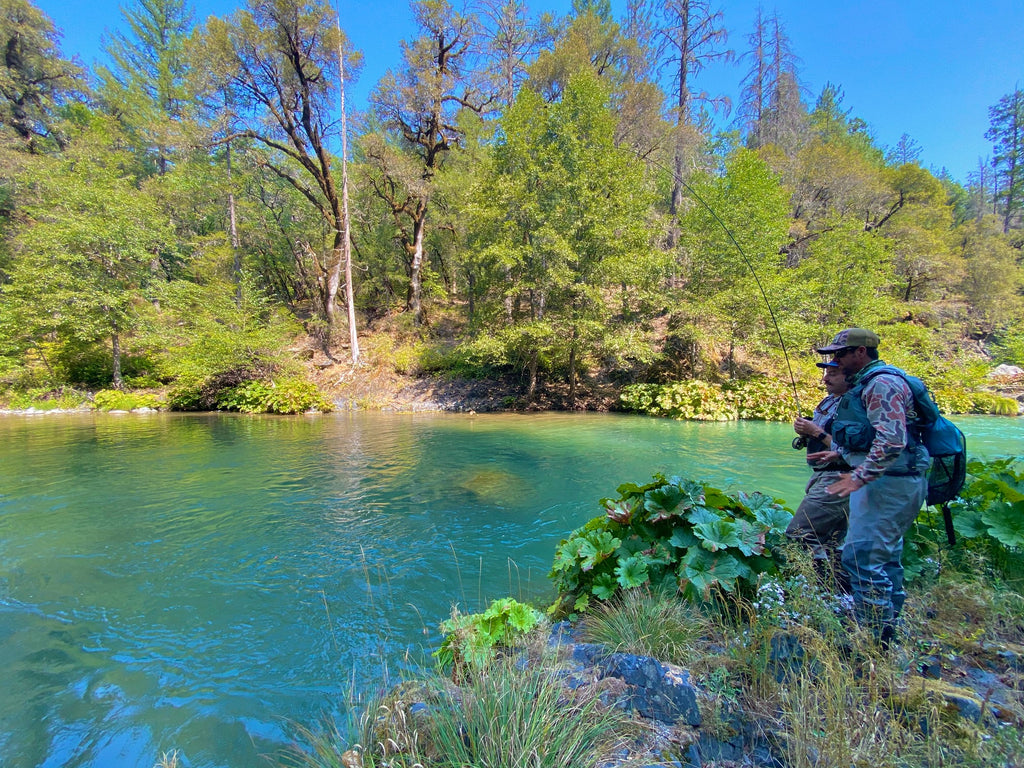 McCloud River, Upper Sacramento, and Klamath River Report