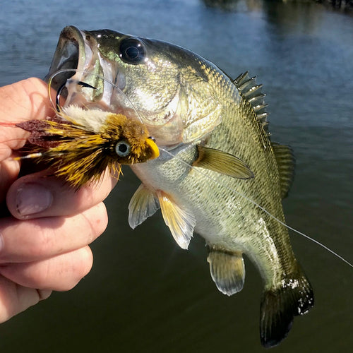 California Delta Fly Fishing Report