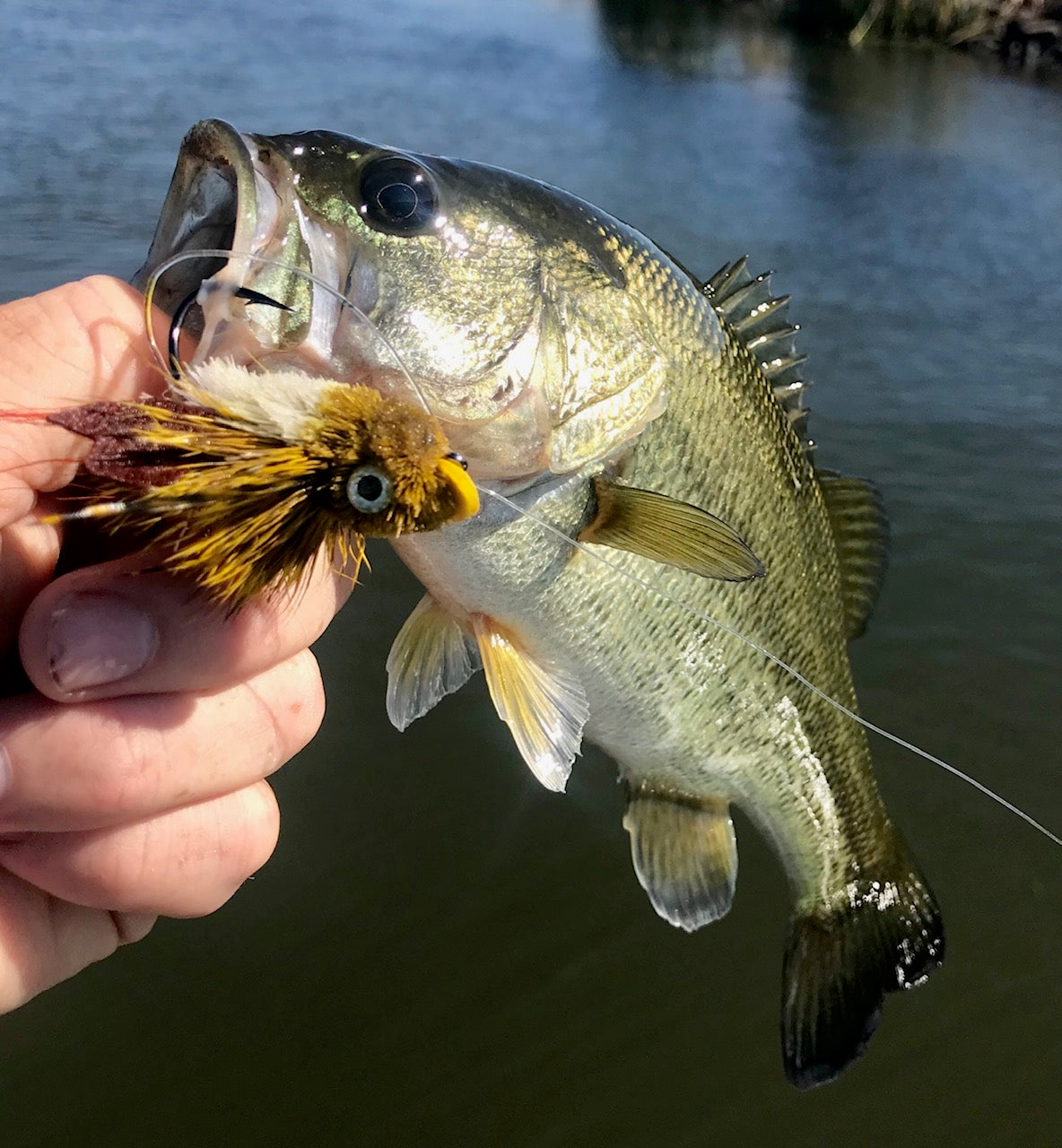 California Delta Fly Fishing Report