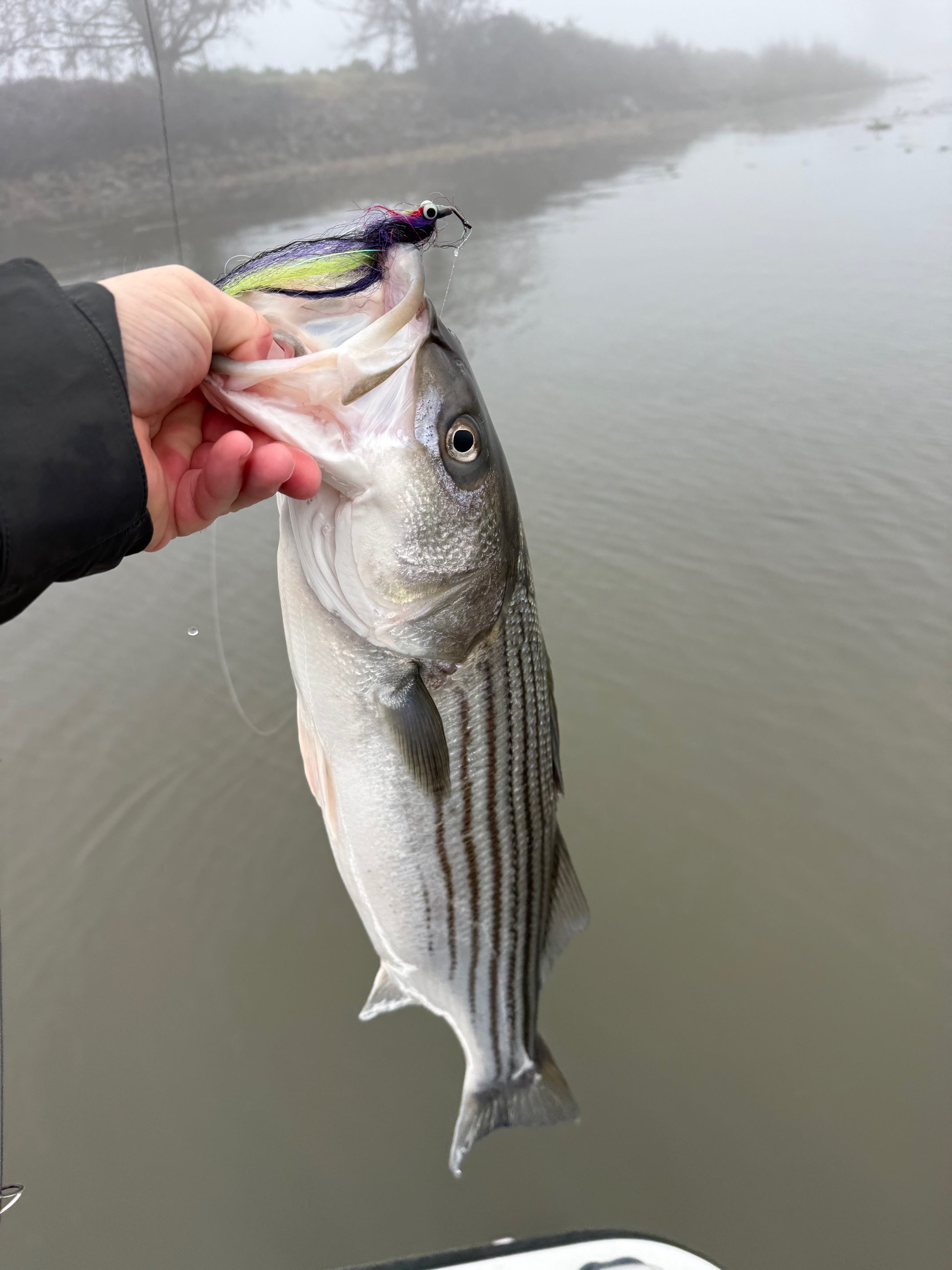 California Delta Fly Fishing Report