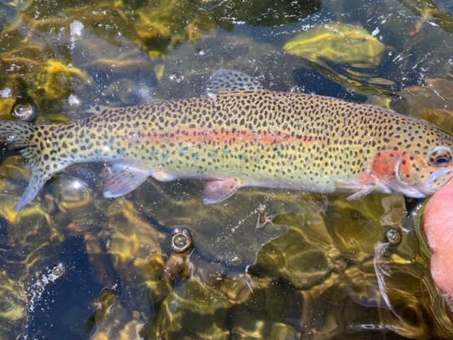 Northern California Fly Fishing Report
