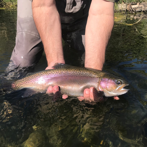 Putah Creek Fly Fishing Report